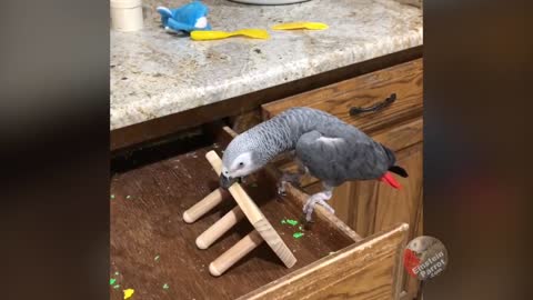 Einstein the Parrot invents a unique workout routine video #rumble