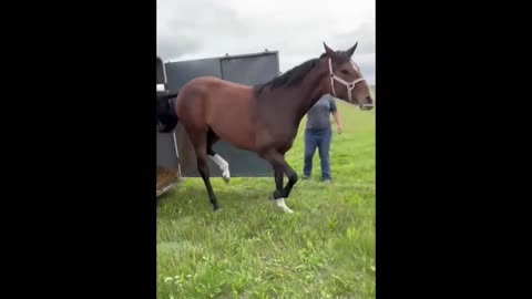 Woman helped horses escape Yellowknife wildfire