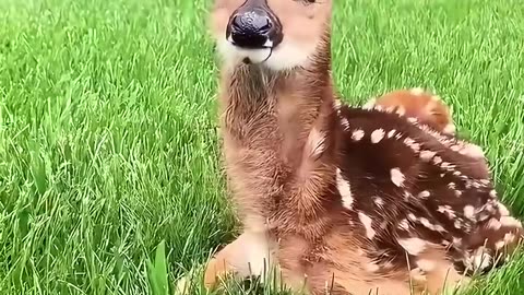 This man rescued a baby deer from water