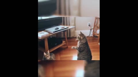 Very funny cat the funny moments is her