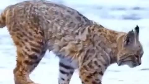 Tiger Pub Jump Viral Animals Video Clip Funny Animals