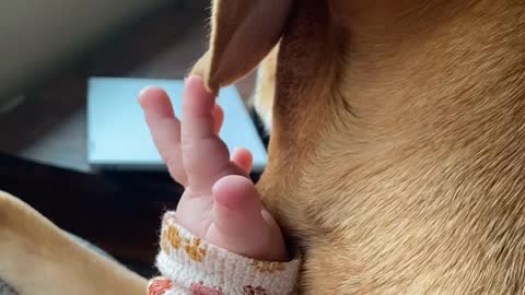 Kiddo Gently Plays with Puppy's Ear