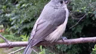 Tufted Titmouse 2