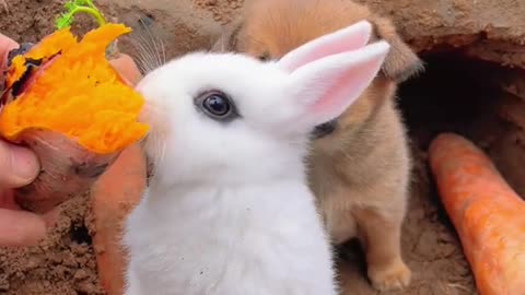 bunny eating yellow fruit