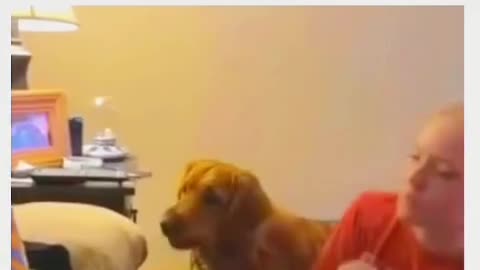 Siblings rivalry, jealous dog by owners daughter, funny video