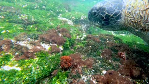 Nadador cercado por tartarugas marinhas gigantes em Galápagos