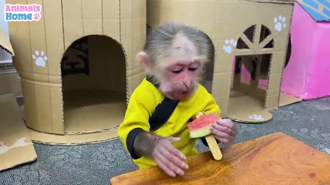 Monkey is very cute amazing video