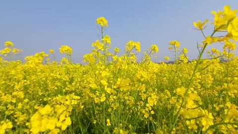 Summer view | Summer flowers 🌼 view Summer beautiful view