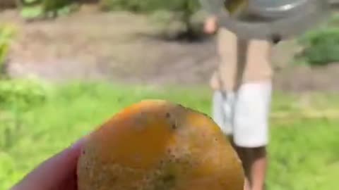 Crafting a fruit harvester from a plastic bottle