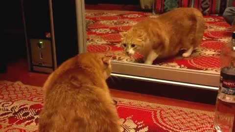 рыжий кот и зеркало _ cat and the mirror_1