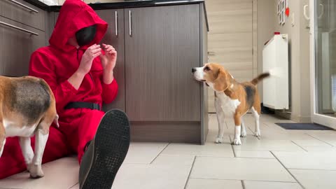 Funny Dogs Surprised with RED Jumpsuit From Squid Game