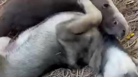 Hungry otters beg.dogs for food