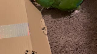 Naughty Macaw Makes a Mess Out of Cardboard