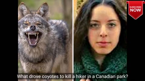What drove coyotes to kill a hiker in a Canadian park