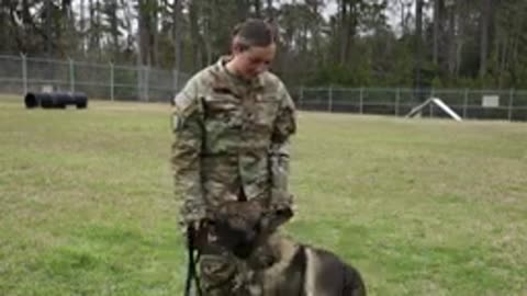 Day In The Life of a 31K Military Working Dog Handler