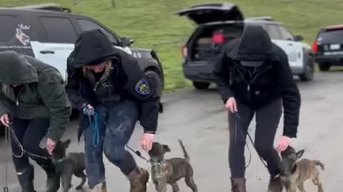 Dog training police