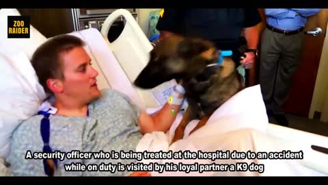 Injured Security Officer Reunited With A K9 Dog Partner