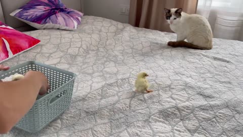 The Funniest Cat Reaction to Baby Chicks [Try Not to Laugh]