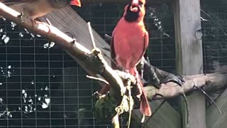 Pair of Northern Cardinal - male red bird singing - aviary birds