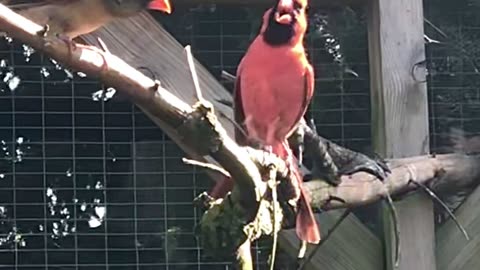 Pair of Northern Cardinal - male red bird singing - aviary birds