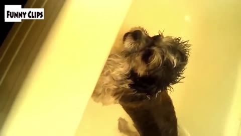 "Funny Dog Frightened by Bath and Cat Already in Bath - Funniest Video Compilation"