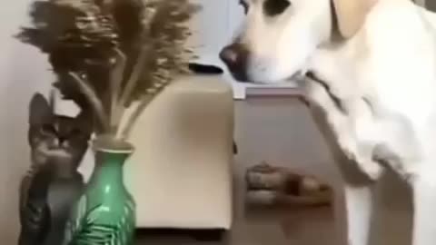 Funny animal cat and dog video