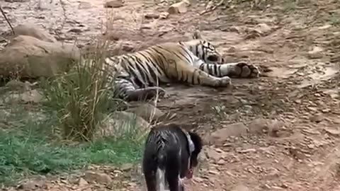 Tiger killed dog