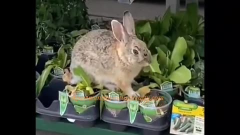 Bunny Eating @ Walmart 🐇