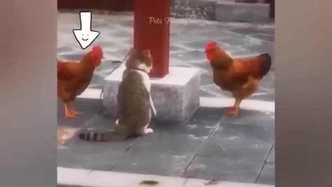 Funny animal videos