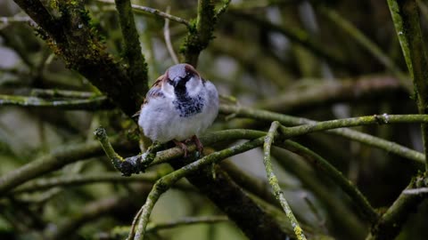 Bird Chirping Sound Therapy