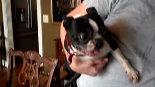 Boston Terrier attempts to say "I Love You" to owner