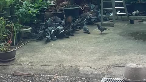Feeding my pigeons