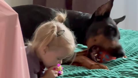 Doberman And Daughter Chew On Toy Balls
