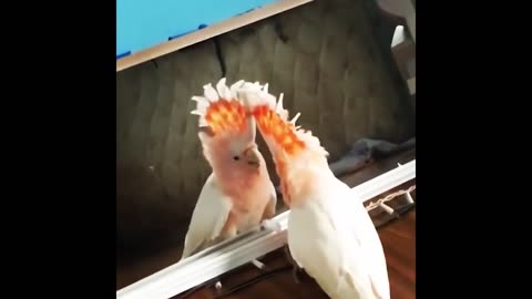 Smart And Funny Parrots Parrot Talking Videos Compilation (2023) - Cute Birds