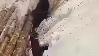 Workers save stuck moose