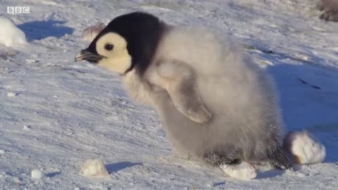 Baby Penguin Tries To Make Friends | Snow Chick: A Penguin's Tale | BBC Earth