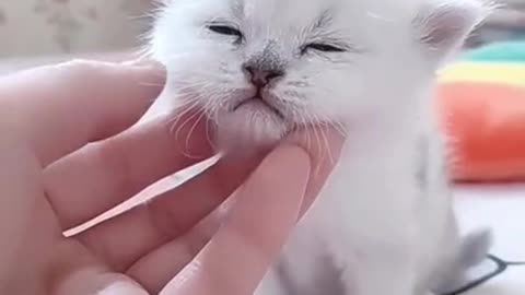 Cute Kitten Baby Cat