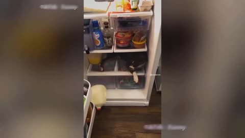 Dog Does the Most Unexpected Thing