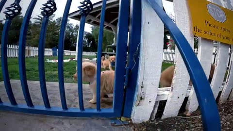 Golden Retriever puppies!