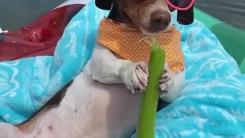 SNACK TIME 🐶😍 ( VIRAL VIDEO )