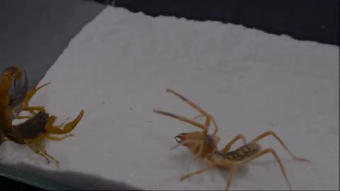 Camel spider VS poisonous scorpion which is more powerful