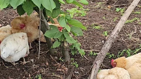 OMC! Chicken friends relaxing and one silly hen taking a dirt bath/nap!