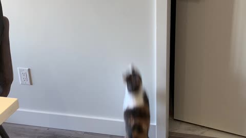 Cat Turns on Light