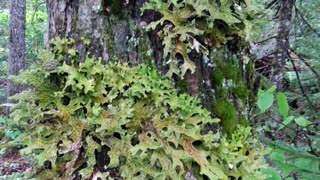 Lichen