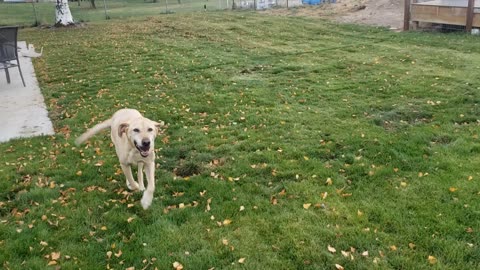 The girls playing ball