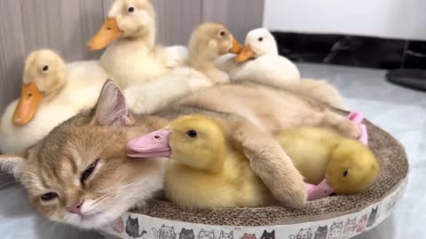 The duck jumps into the basket and sleeps with the kitten so sweet!(part 46)