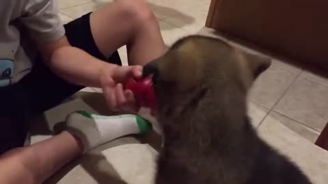 Kong puppy toy for teething