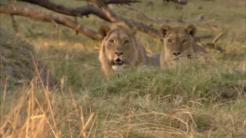 The Apex Predators Fighting To Feed Their 21 Lion Family | Pride In Battle | Full Documentary