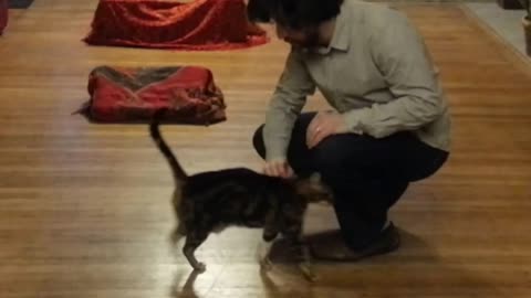 Teaching an old cat new dog tricks