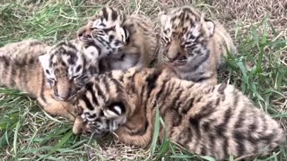 Four tigers